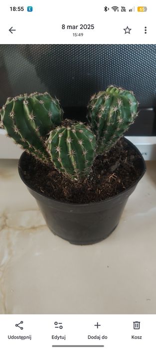 Kaktus echinopsis tubiflora