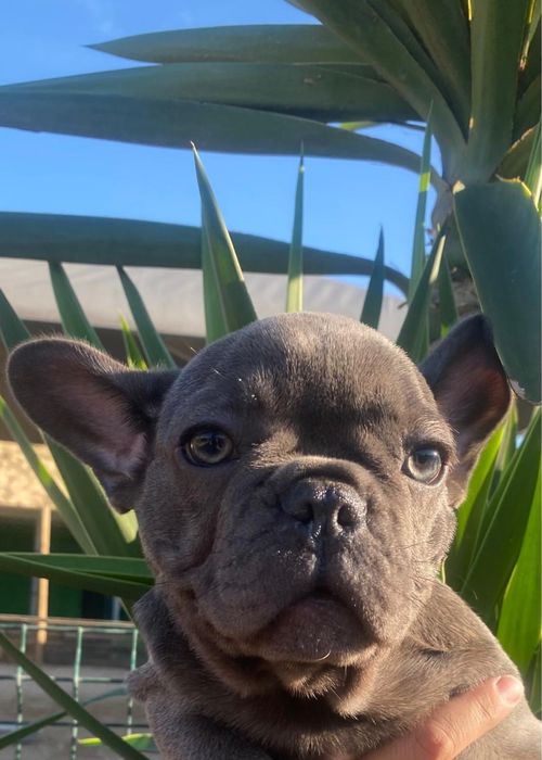 Bulldog francês blue macho
