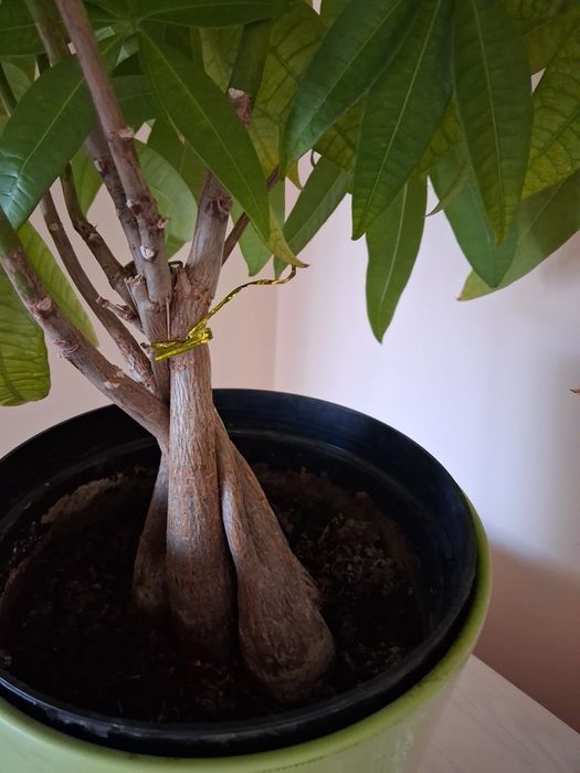 Sprzedam drzewko szczęścia