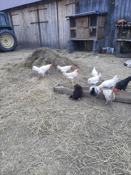 Sprzedam młode kogutki