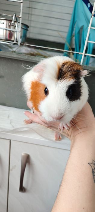 Морская свинка девочка
