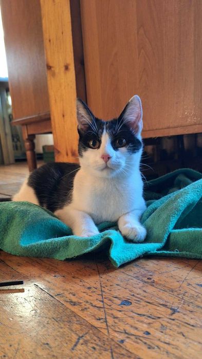 Dwie młode kotki szukają wspólnego domu!