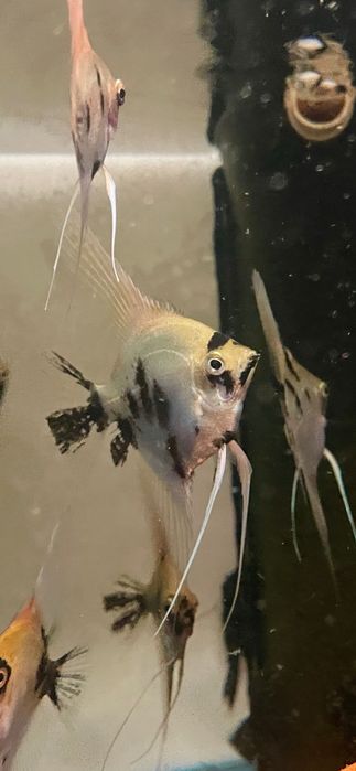 Pterophyllum Scalare (Escalar) - White Koi - A Grade