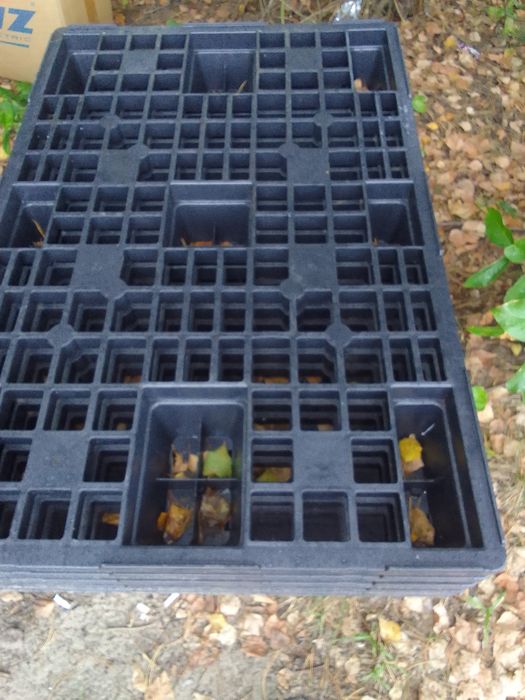 Plastikowe palety około 70 sztuk