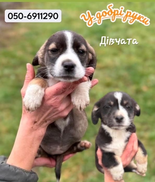 Віддам в добрі руки! Малюки шукають родину