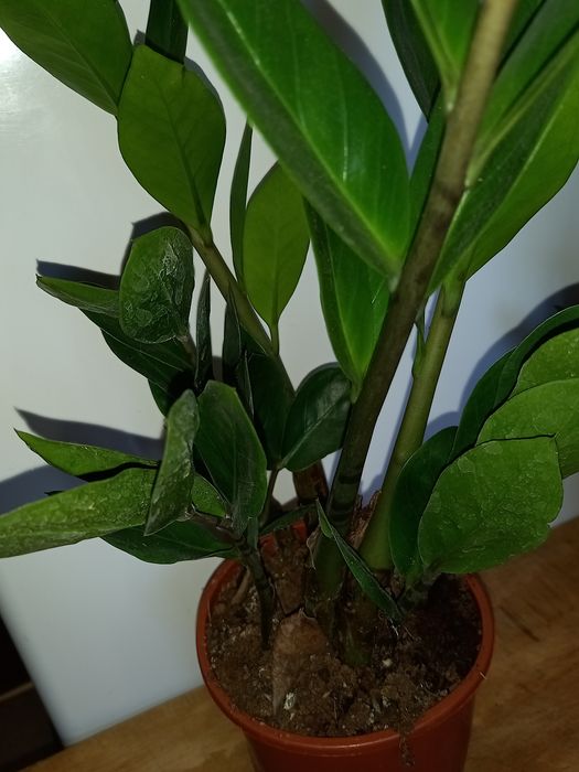 Заміокулькас зелений