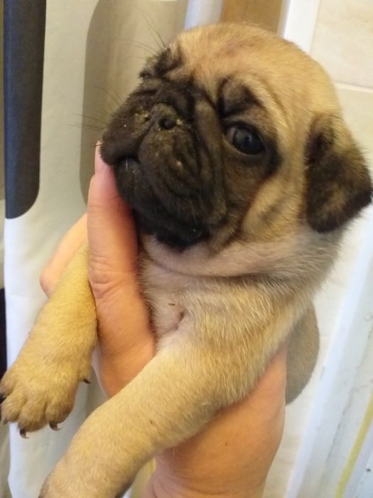 Симпатичні цуценятка