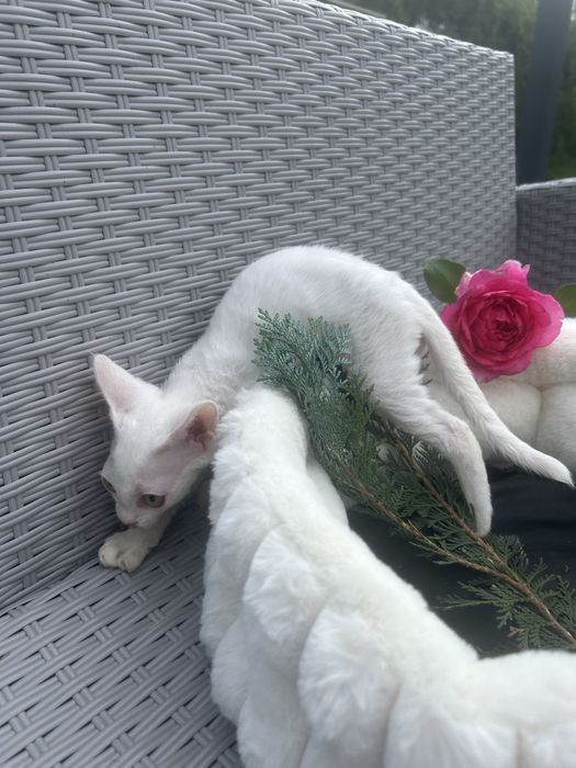 Slodki kocurek Devon Rex