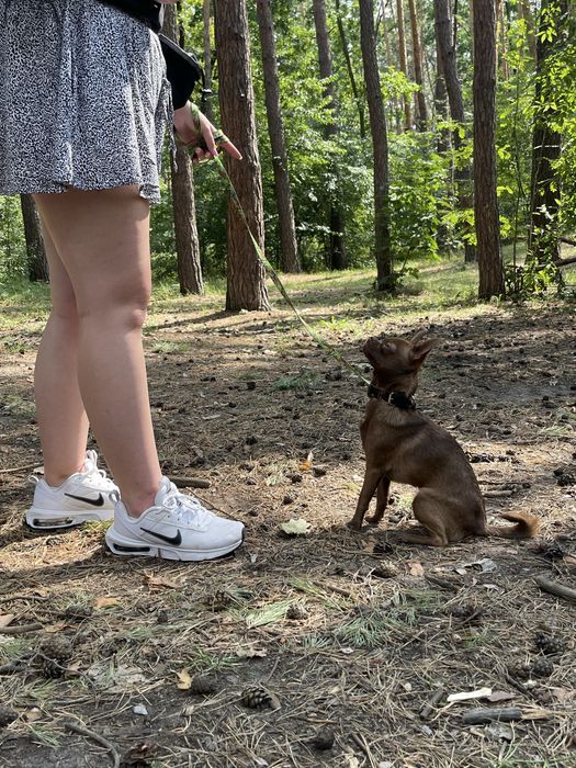 Кінолог, дресирування. Зоопсихолог.