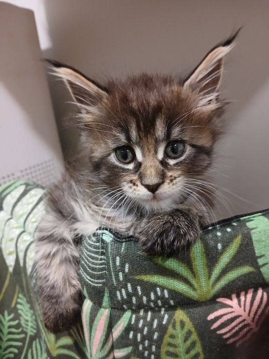 Kocurek Maine Coon do rezerwacji