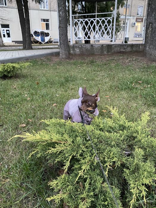 Зоомир  ищим подружку для вязки !!