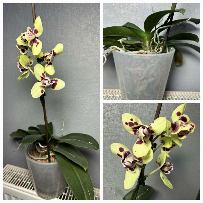 Цимбідіум Мультифлора Равелло Монтре Монако Аромо орхідея міні Орхидеи