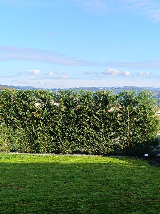 Leyland/ leylandii/ cedro para jardim