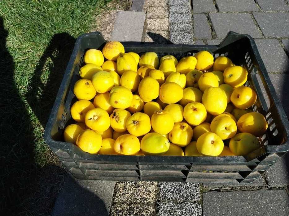 owoce pigwowca japońskiego 20 kg - SEGREGOWANE DUŻE