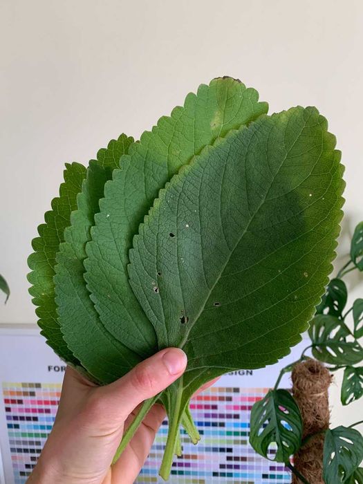 Folhas de Boldo - Plectranthus barbatus