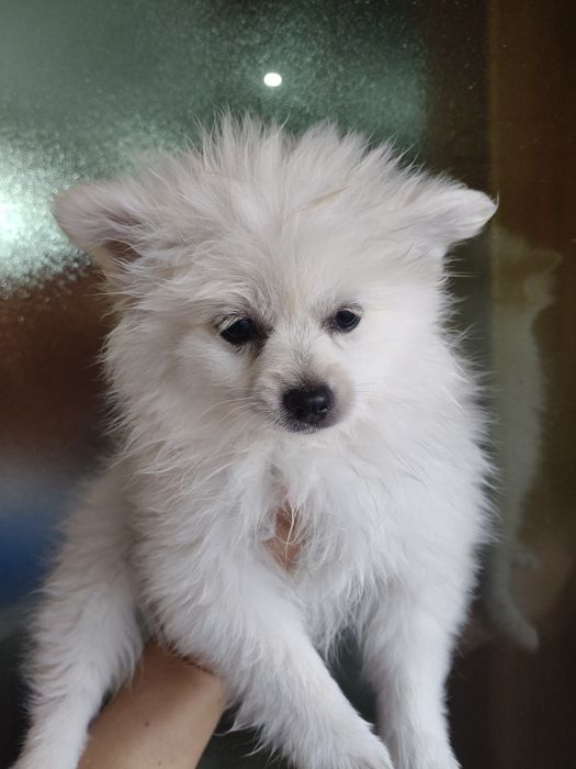 Spitz alemão  menina