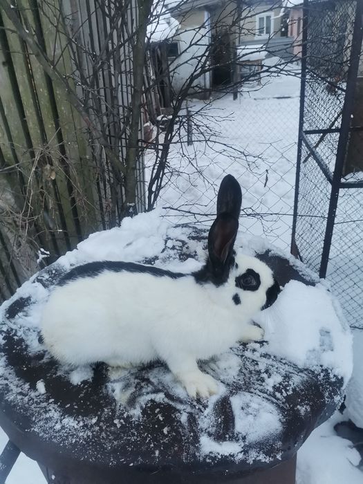 Кролі кролики строкач