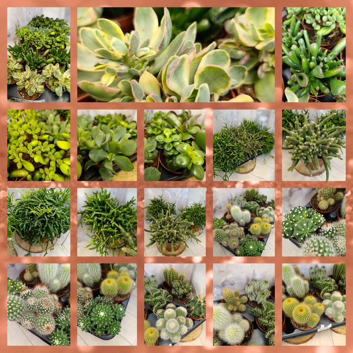 Кактуси.Ріпсаліс.Красулла.