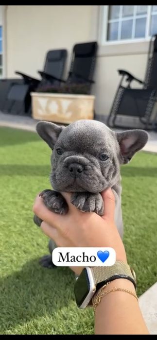 bulldog francês macho
