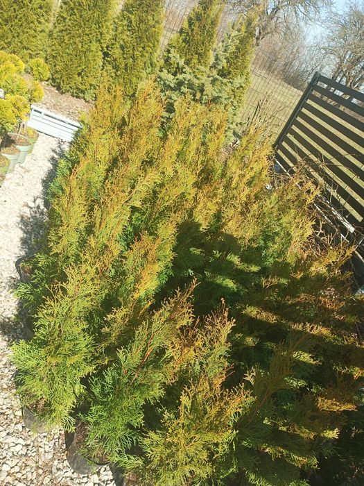Tuja thuja szmaragd