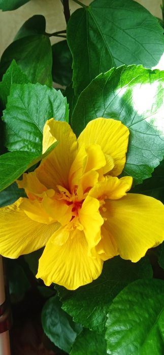 Продам махровий гібіскус Koenig