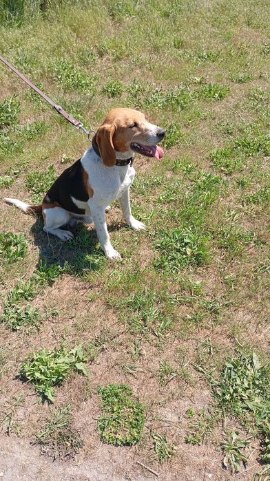 Пес на зв'язку красавчик