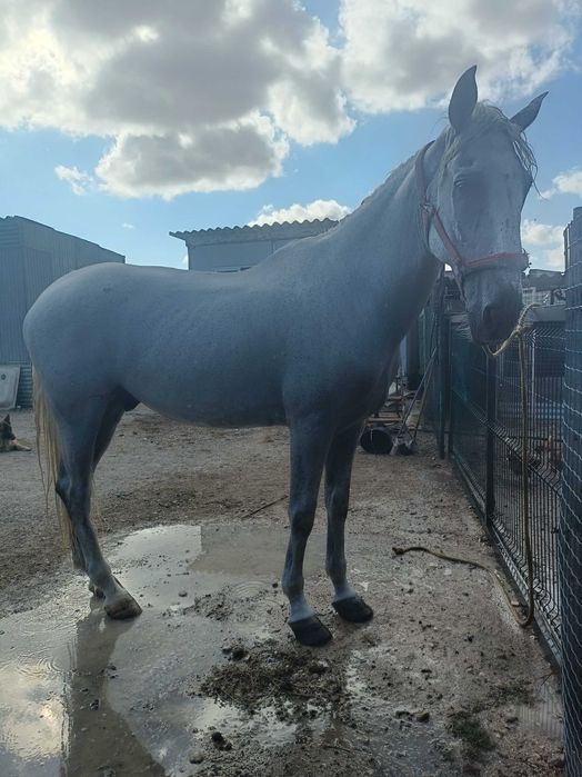 Cavalo    capado