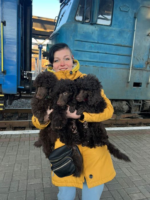 Кур'єр. Доставка тварин по Україні