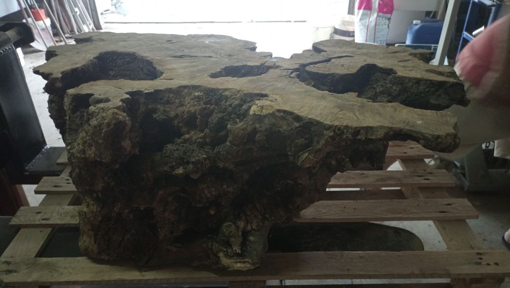 Tronco de madeira de oliveira