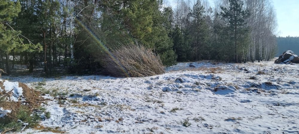 Gałęzie brzoza sosna
