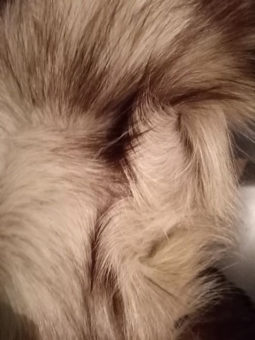 Komplet z lisa z lat 70 PRL