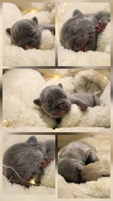 Цуценята французького бульдога