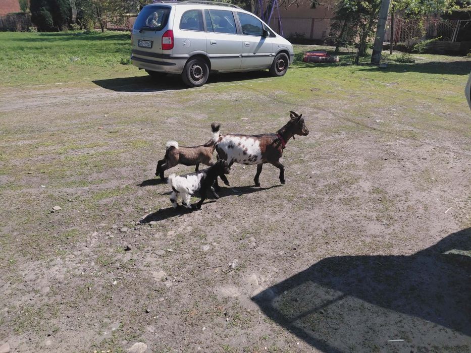 Mini koza polecam
