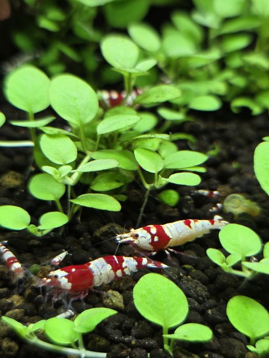 Camarão crs caridina red crystal