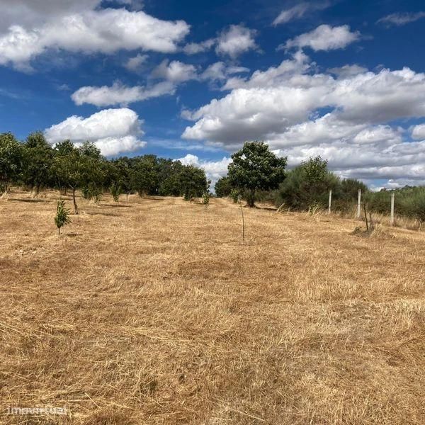 Terreno Agrícola em Pinela, Bragança