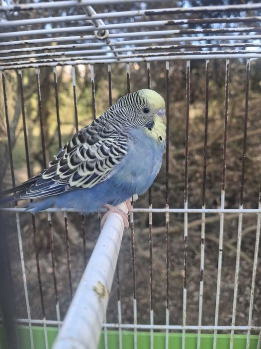 Vendo piriquitos australianos - azul