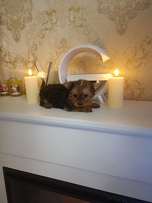 Милейшие мордашки обояшки