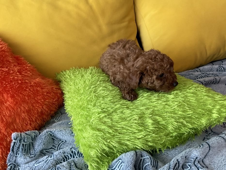 Pudel Toy Red-Szczeniaczek