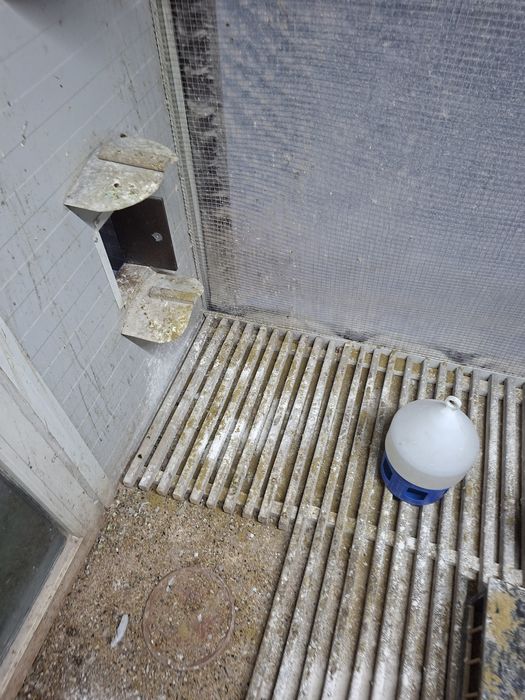 Ruszt do golebi używany