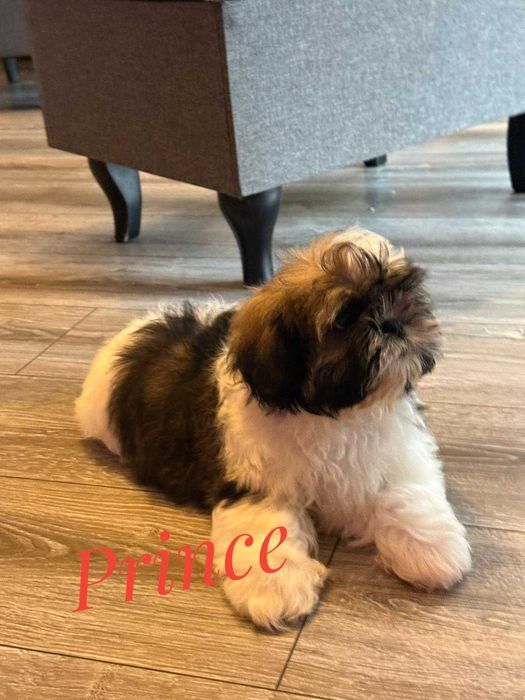 Shih Tzu - śliczny chłopak Prince