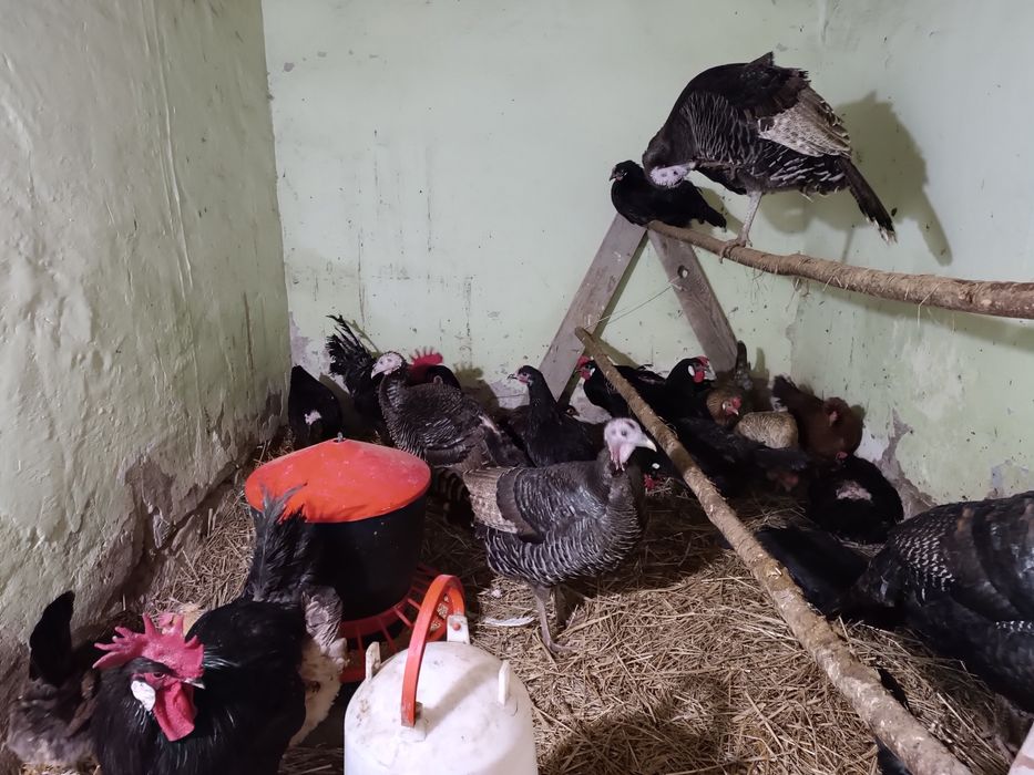 Obornik , z kurnika i z pryzmy oddam