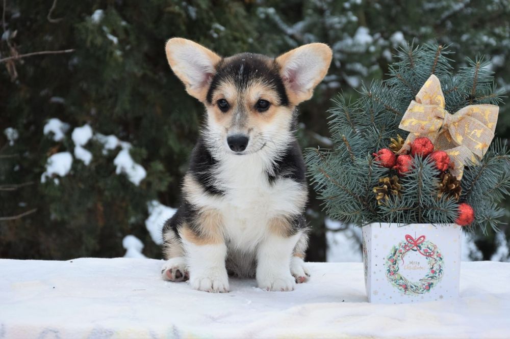 Вельш Коргі Пемброк
