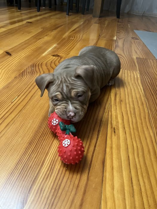 Piesek rasy  American Bully