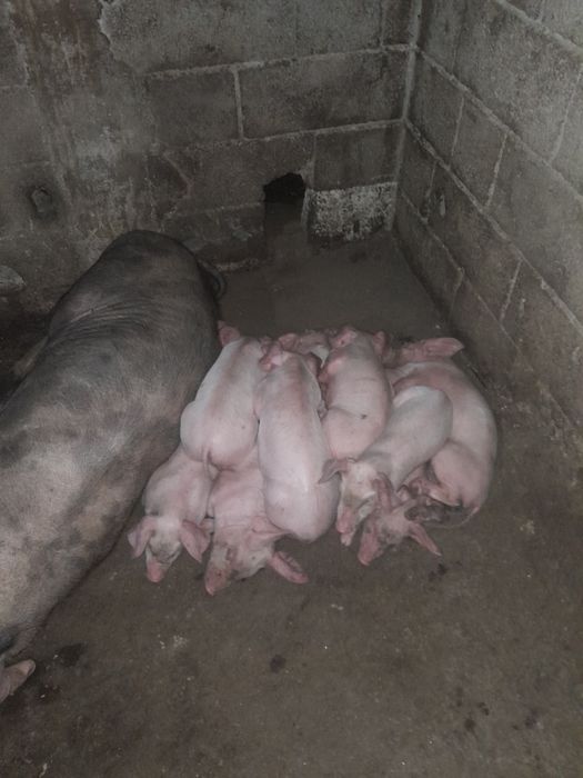 Vendo Leitoes pietra com bisaro