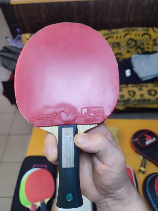 Butterfly Mizufani Apolonia Franzisca zlc Fan Zhendong  Petr korbel