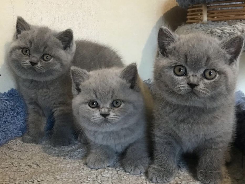 Чистокровні кошенята