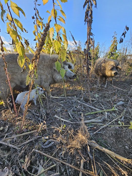 Kiełbasa swojska wędzona Mangalica Duroc