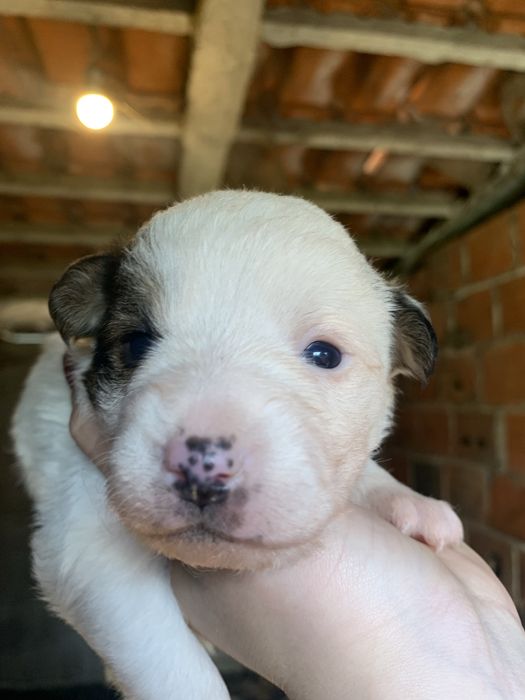 dao se caes de porte medio