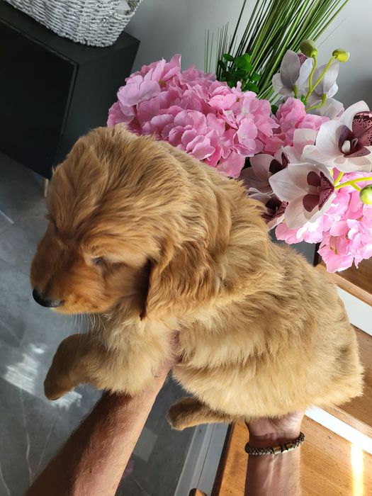 Golden Retriever ciemno złote  Badania genetyczne.