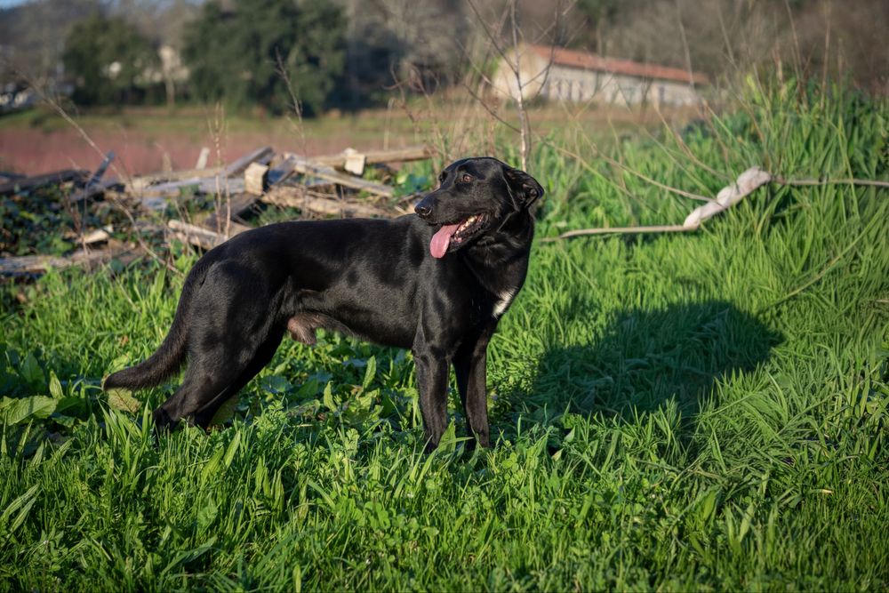 Tim para adoção Responsável